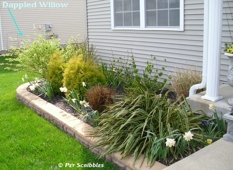 Dappled Willow: Your Yard's Wet Spot Dream! - Pet Scribbles