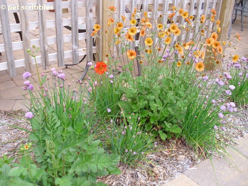Best Summer Flowers To Plant In Your Garden Jpg Geum Blooming In May 2016 Summer Flowers