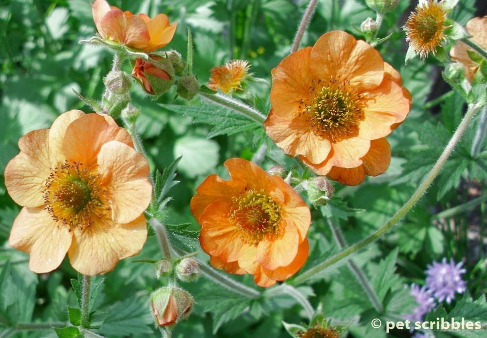 Geum Perennial Flowers For Your Garden Totally Tangerine Geum Orange Flowers For Your Perennial Garden