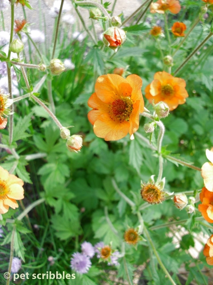 Geum Perennial Flowers For Your Garden Geum Totally Tangerine Pale Orange Single Blooms With Hints Of Red
