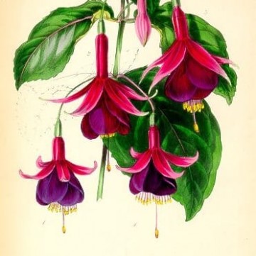 Standish's Seedling Fuchsia -- Paxton