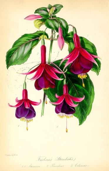 Standish's Seedling Fuchsia -- Paxton