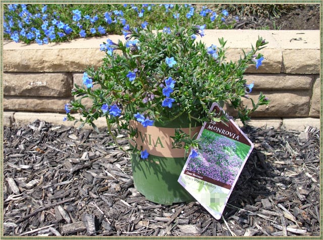 Lithodora: Evergreen Perennial with Electric Blue Flowers