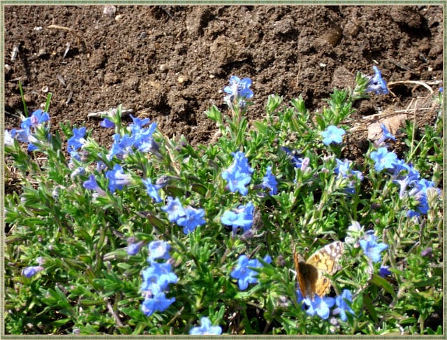 Lithodora: Evergreen Perennial with Electric Blue Flowers