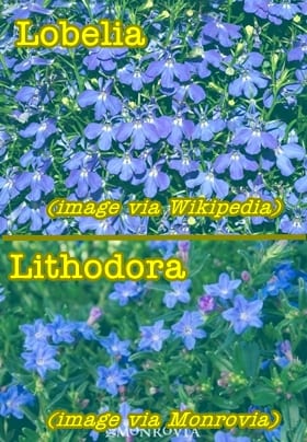 the difference between Lobelia and Lithodora