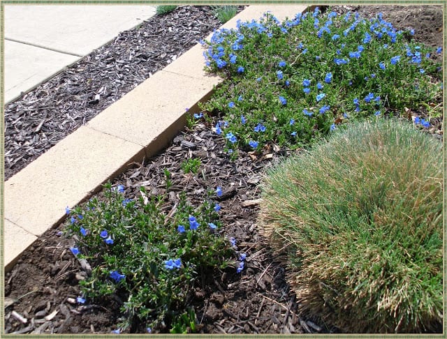 Lithodora: Evergreen Perennial with Electric Blue Flowers