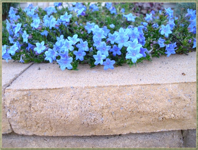 Lithodora: Evergreen Perennial with Electric Blue Flowers