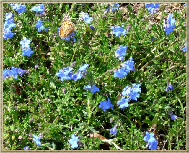 Lithodora: Evergreen Perennial with Electric Blue Flowers