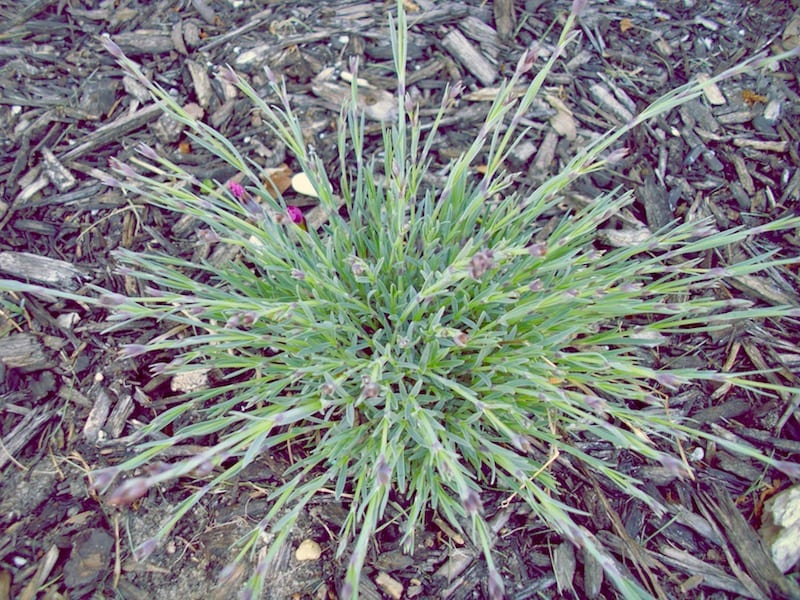Firewitch Dianthus seedling