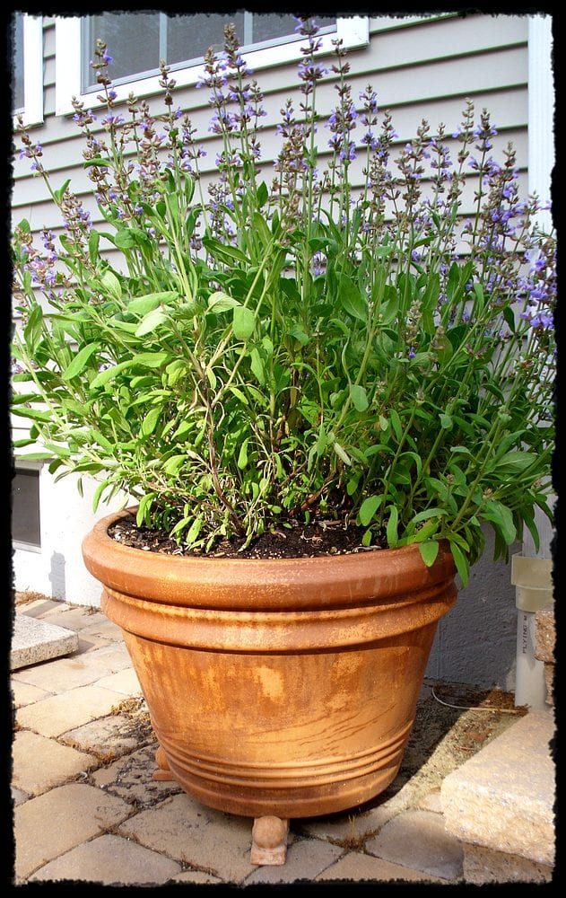 Container Gardening Mini-Series: Fertilizer