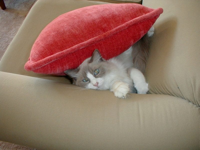 Lulu, our gorgeous Ragdoll cat, with her favorite pillow!