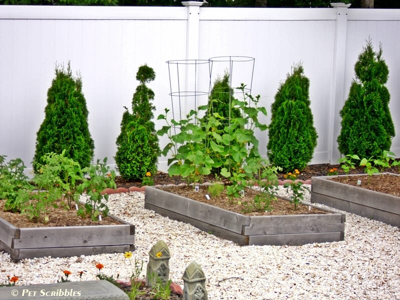 raised cedar beds vegetable gardens