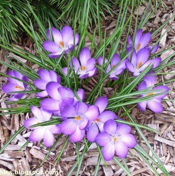 purple crocuses