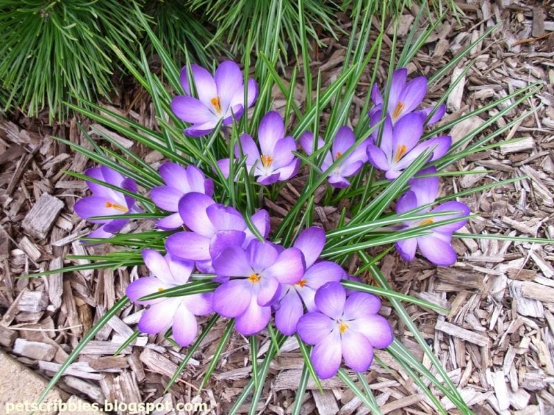 purple crocuses