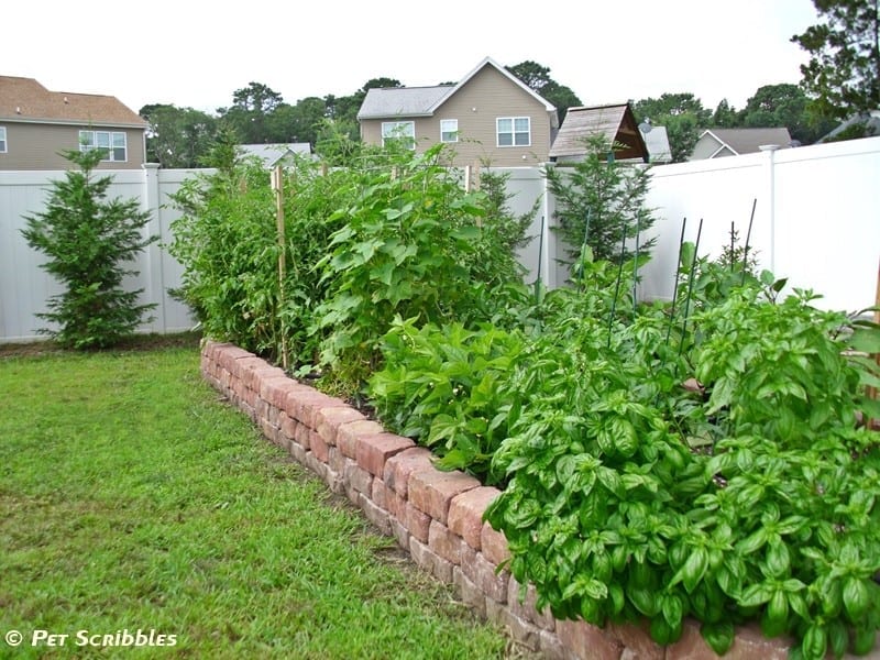 large raised vegetable bed