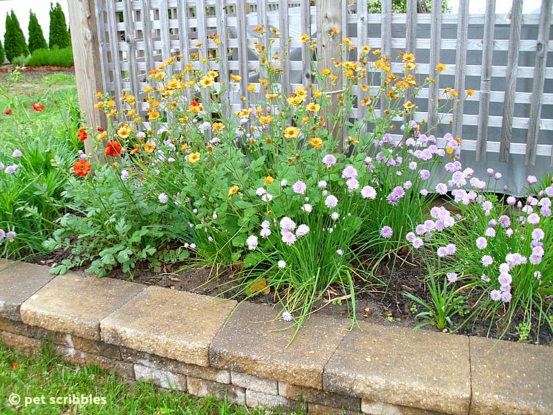 Geum Avens and Ornamental Onions