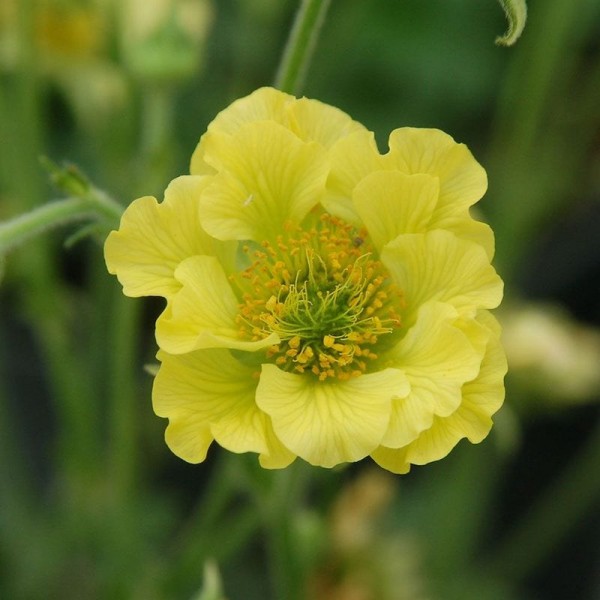 Geum Cocktails Banana Daiquiri from Intrinsic Perennial Gardens