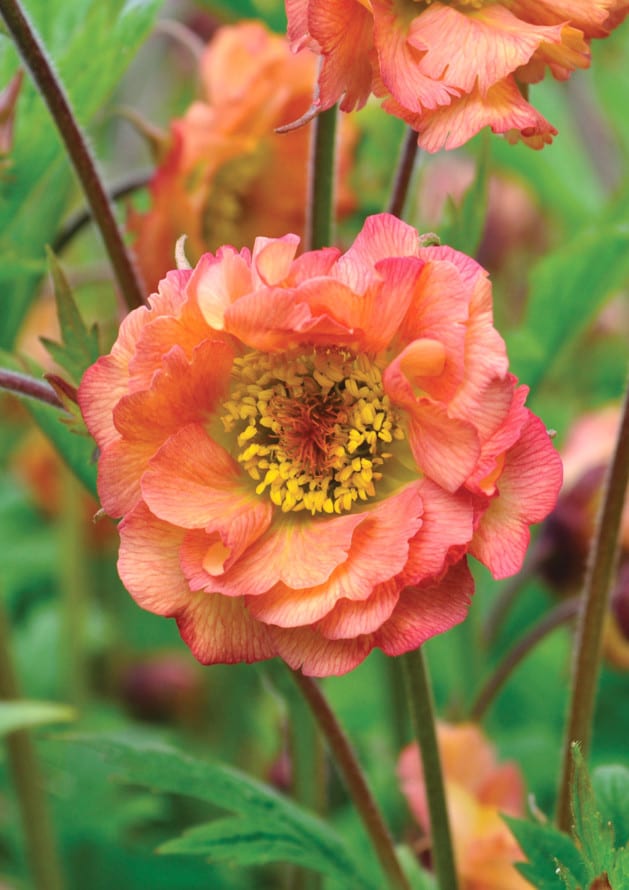 Geum Cocktails Mai Tai from Intrinsic Perennial Gardens