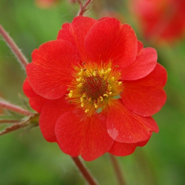 Geum Cocktails Sangria from Intrinsic Perennial Gardens