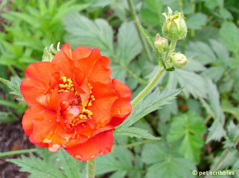 Geum Mrs. Bradshaw perennial