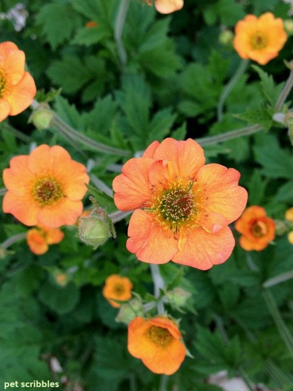 Geum Perennial Flowers For Your Garden Garden Sanity by Pet Scribbles