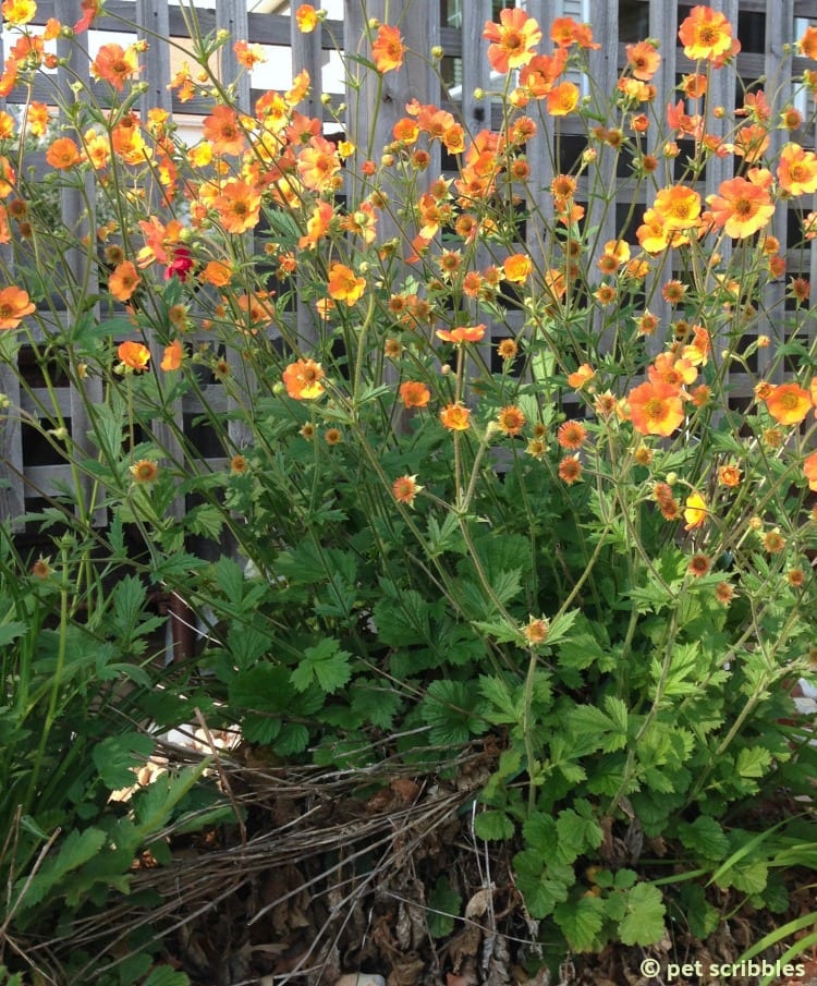 Geum Perennial Flowers