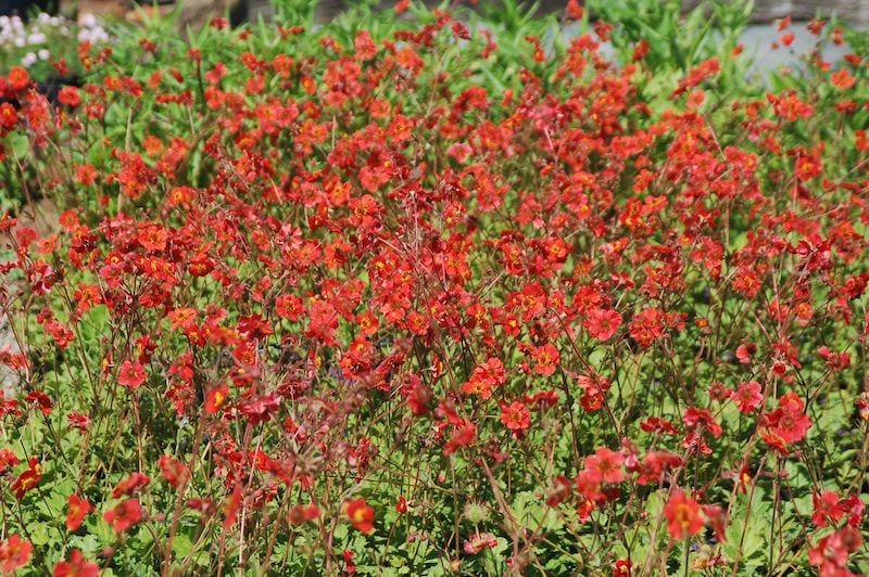 Geum Sangria developed and bred by Intrinsic Perennial Gardens