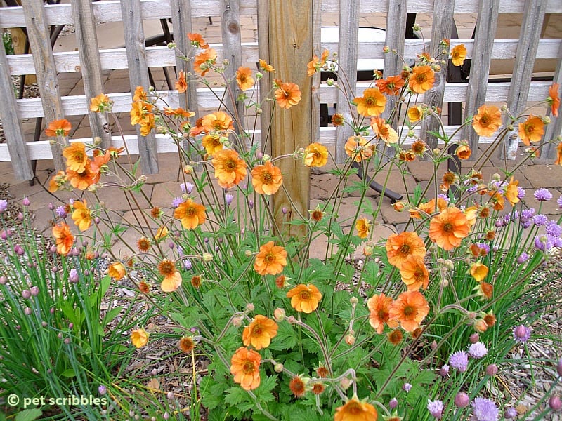 Geum Totally Tangerine Avens