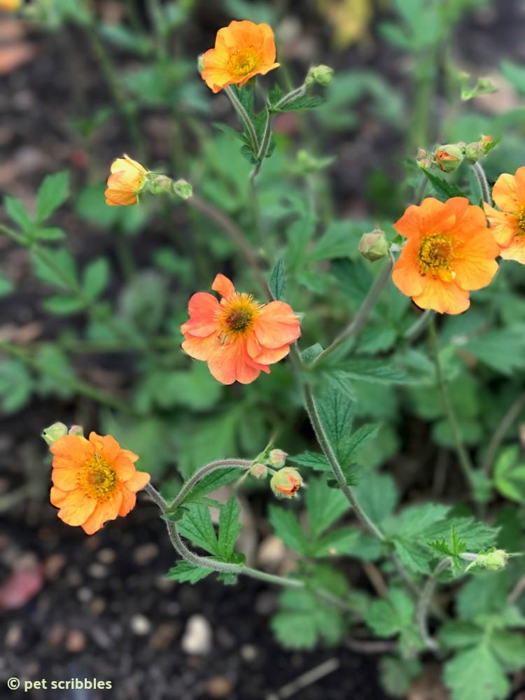 Geum Totally Tangerine perennial flowers