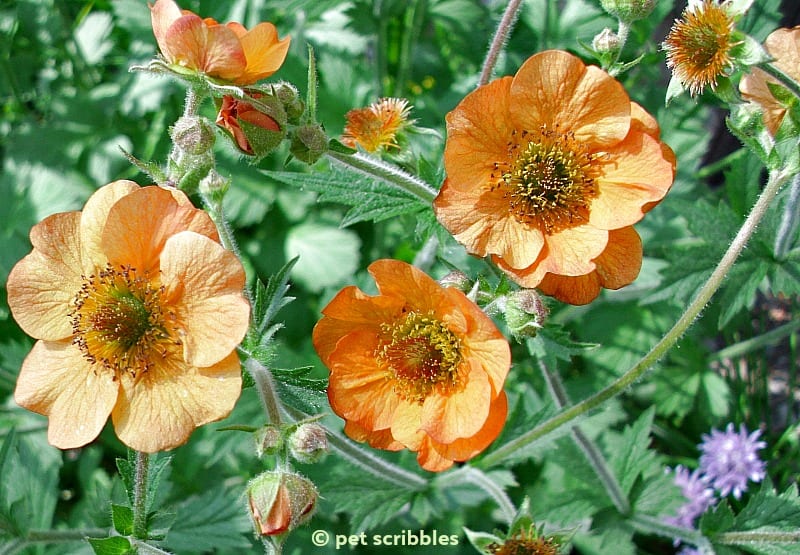 Geum Totally Tangerine