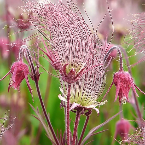 Geum Triflorum Prairie Smoke photo from Fine Gardening Magazine