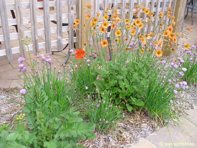 Geum blooming in May 2012 - Summer flowers