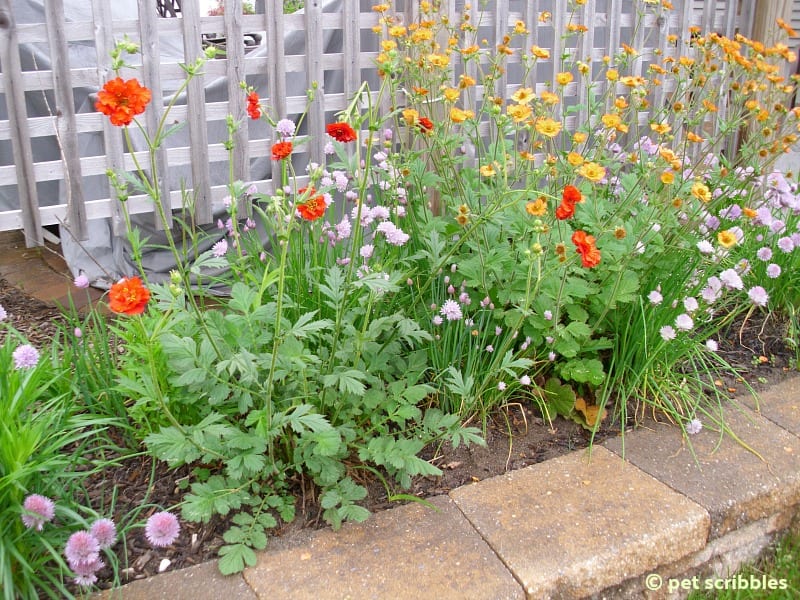 Geum blooming in May 2013 - Summer flowers