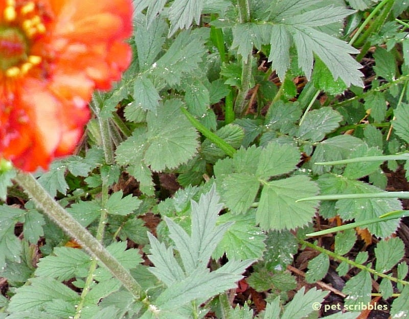 Geum leaves up close