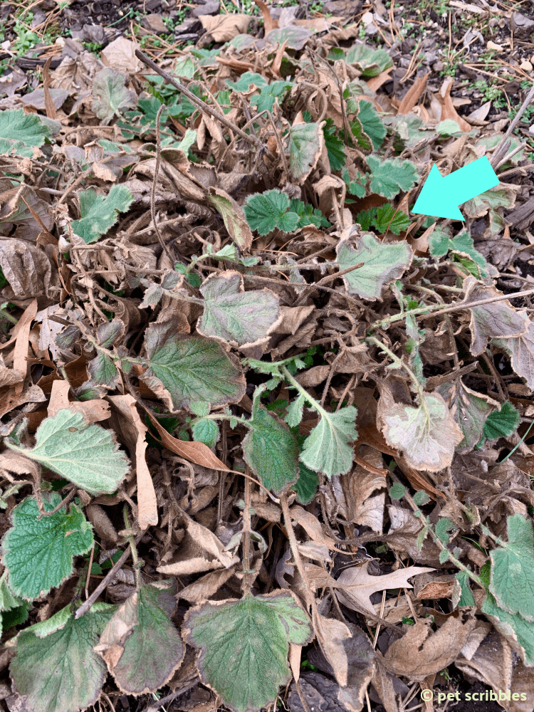 Geum semi-evergreen leaves in Winter