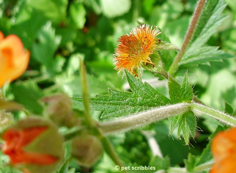 Geum's fuzzy stems close up