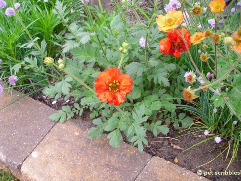 Mrs. Bradshaw Geum perennial