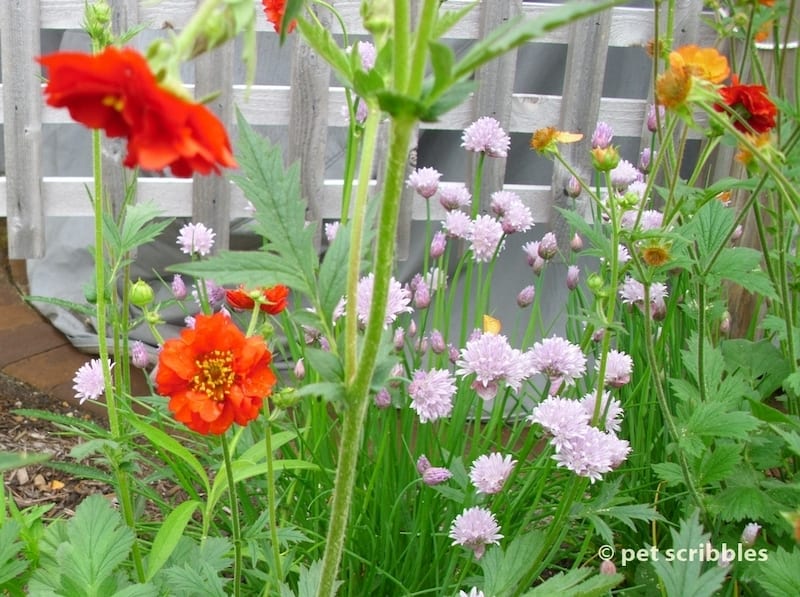 Ornamental Alliums mixed with Geum flowers