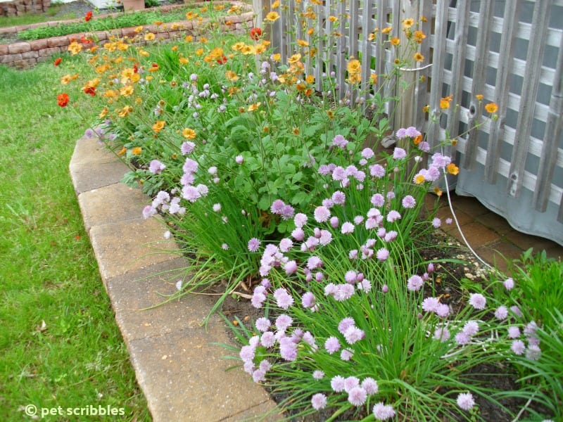 Perennial border with Alliums and Geum