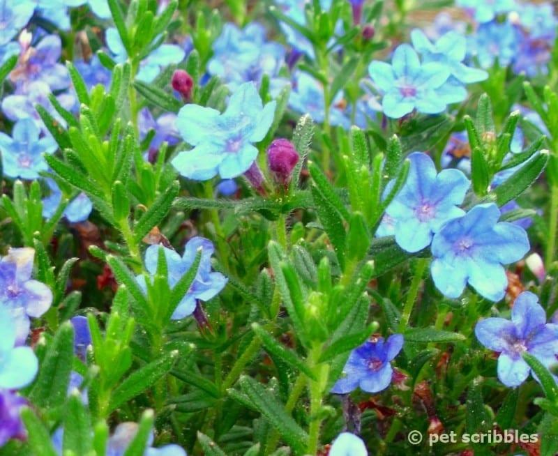 Blue Perennial Flowers? Try Lithodora! (an update one year later)