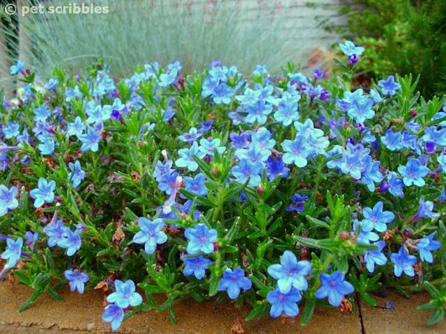 Lithodora is covered with tiny electric blue blooms!