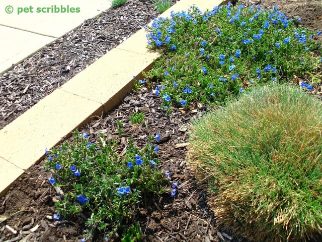 Lithodora newly planted