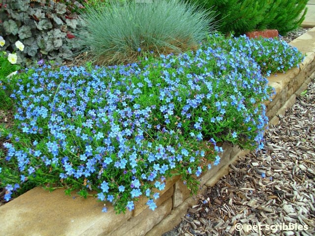 Lithodora, a perennial with intense blue flowers