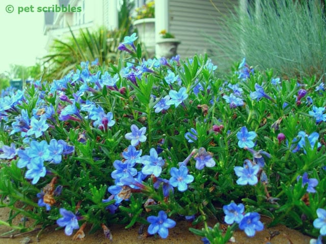 Lithodora: an evergreen flowering perennial