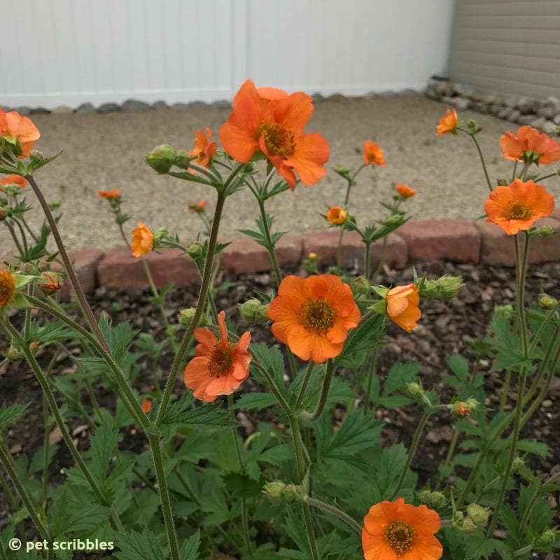 Totally Tangerine Geum at dusk