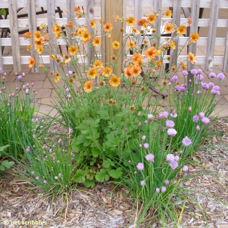 Totally Tangerine Geum perennial flowers in June 2012