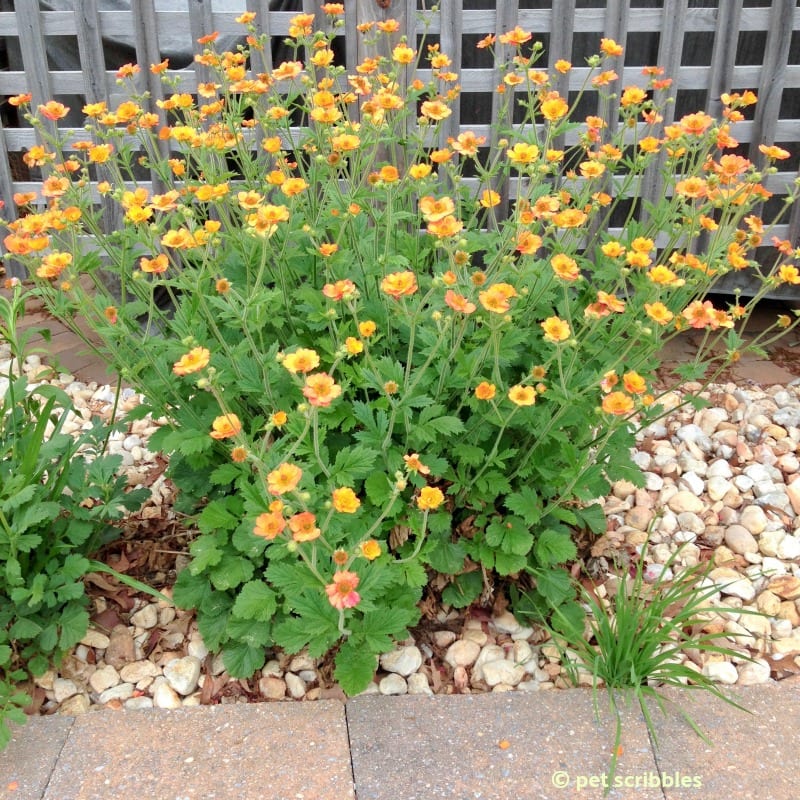 Totally Tangerine Geum perennial flowers in June 2015