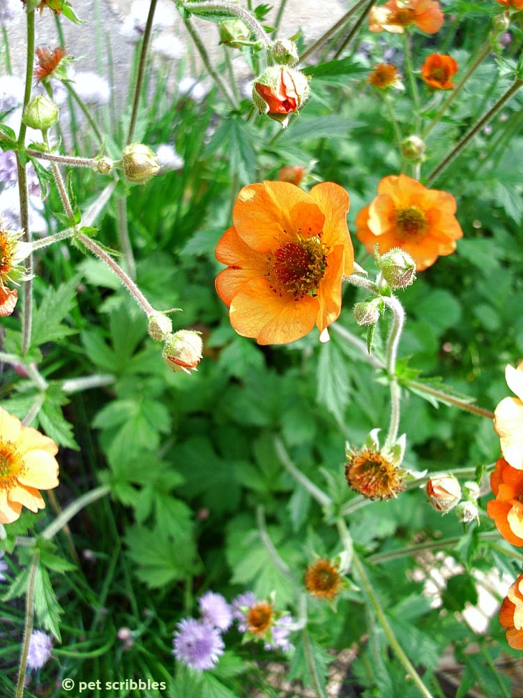 Totally Tangerine Geum