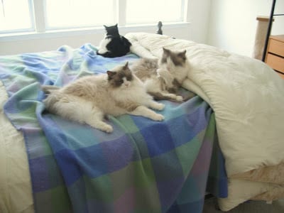 All three cats relaxing in our new home while we unpacked.