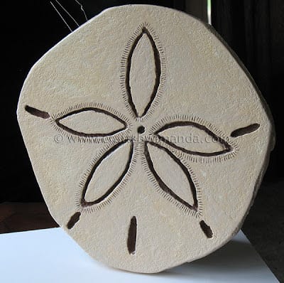 sand dollar craft